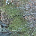 mormon tea ephedra californica zion national park 0413 30dec14