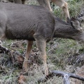 mule deer odocoileus hemionus zion national park 0434 30dec14