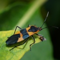 milkweed bug oncopeltus fasciatus 9789 9sep21