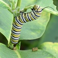 monarch caterpillar 9771 9sep21