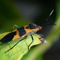 milkweed bug oncopeltus fasciatus 9795 9sep21