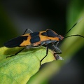 milkweed bug oncopeltus fasciatus 9798 9sep21
