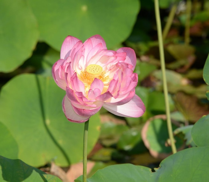 lotus_kennilworth_aquatic_gardens_7108_18jul21.jpg