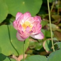 lotus kennilworth aquatic gardens 7108 18jul21