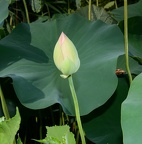 lotus kennilworth aquatic gardens 7127 18jul21