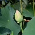 lotus_kennilworth_aquatic_gardens_7123_18jul21.jpg