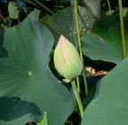 lotus kennilworth aquatic gardens 7123 18jul21