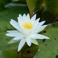 water lily kennilworth aquatic gardens 7105 18jul21