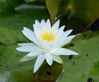 water lily kennilworth aquatic gardens 7105 18jul21