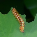 smeared dagger acronicta oblinita caterpillar on lotius kennilworth aquatic gardens 7111 18jul21