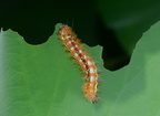 smeared dagger acronicta oblinita caterpillar on lotius kennilworth aquatic gardens 7111 18jul21
