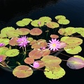 water lilies national arboretum 7162 18jul21