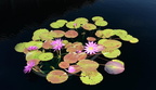 water lilies national arboretum 7162 18jul21