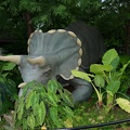triceratops national zoo 6789 14jul21