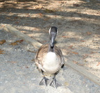 canada goose burke lake 7023 16jul21