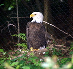 bald eagle haliaeetus leucocephalus maymont 6947 15jul21zac