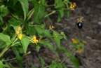 bumblebee maymont 6916 15jul21