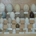 eggs sylvan heights 9021 21aug21