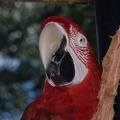 scarlet macaw sylvan heights 9028 21aug21