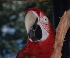 scarlet macaw sylvan heights 9028 21aug21