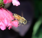 honey bee longwood gardens 9416 6sep21