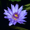 lotus longwood gardens 9496 6sep21