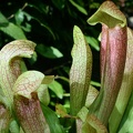 pitcher plant sarracenia longwood gardens 9382 6sep21
