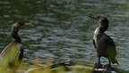 double-brested cormorant arlie gardens north carolina 8736 19aug21
