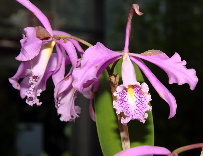 orchid_fuqua_orchid_center_atlanta_botanical_garden_7824_11aug21zac.jpg
