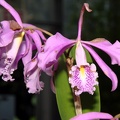 orchid fuqua orchid center atlanta botanical garden 7824 11aug21zac