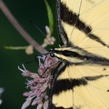 tiger_swallowtail_papilio_glaucus_georgia_state_botanical_garden_8184_13aug21.jpg