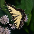 tiger swallowtail papilio glaucus georgia state botanical garden 8187 13aug21