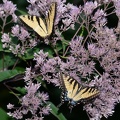 tiger_swallowtail_papilio_glaucus_georgia_state_botanical_garden_8191_13aug21.jpg