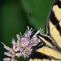 tiger_swallowtail_papilio_glaucus_georgia_state_botanical_garden_8181_13aug21.jpg