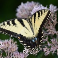tiger_swallowtail_papilio_glaucus_georgia_state_botanical_garden_8177_13aug21.jpg