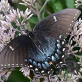 tiger_swallowtail_papilio_glaucus_georgia_state_botanical_garden_8172_13aug21.jpg