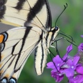 tiger_swallowtail_papilio_glaucus_georgia_state_botanical_garden_8127_13aug21.jpg