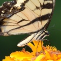 tiger_swallowtail_papilio_glaucus_georgia_state_botanical_garden_8114_13aug21.jpg