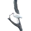 white_ibis_eudocimus_albus_coastal_discovery_museum_hilton_head_8444_16aug21.jpg