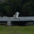white ibis eudocimus albus coastal discovery museum hilton head 8462 16aug21