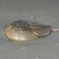 horseshoe crab limulus polyphemus coligny beach south carolina 8599 18aug21