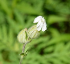 white campion silene latifolia farm 6476 9jul21