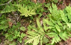 sensittive fern onoclea sensibilis farm 6495 9jul21