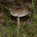 mushroom farm 6545 9jul21