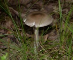 mushroom farm 6545 9jul21