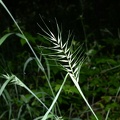 eastern bottlebrush grass elymus hystrix farm 6570 9jul21