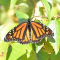 monarch 8oct16e