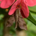 sphinx moth smerinthus cerisyi hollinger avenue 7090 17jul21