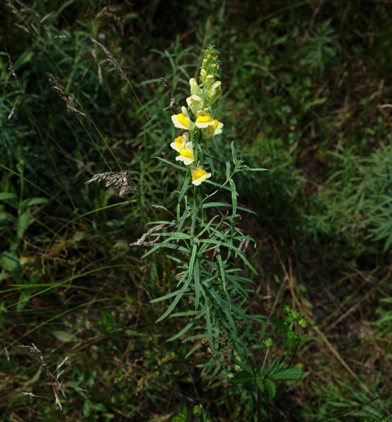 butter and eggs linaria vulgaris farm 6205 2jul21zac