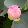 lotus 29jul17c